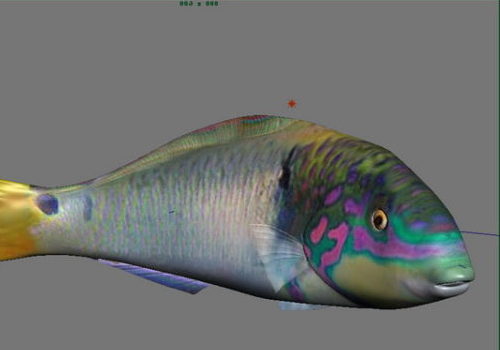 Grouper Sea Fish