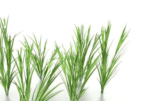 Growing Grass Plant