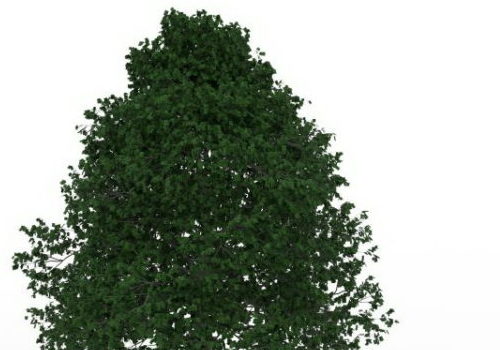 Growing Shade Nature Tree