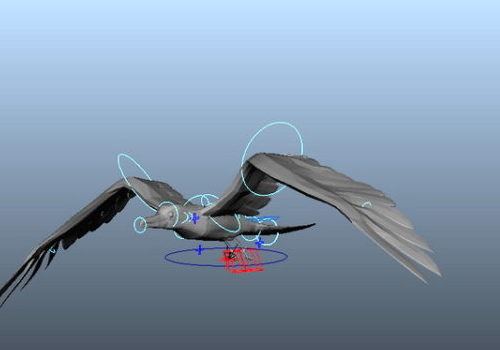 Gull Flying Animal Animation