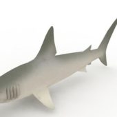 Sea Hammerhead Shark Animals