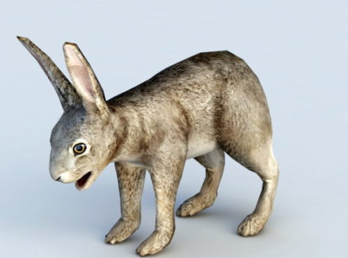 Wild Hare Rabbit