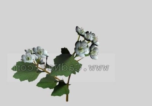 Indoor Plant Hawthorn Leaf With Flower