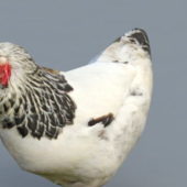 Hen Female Chicken Animal
