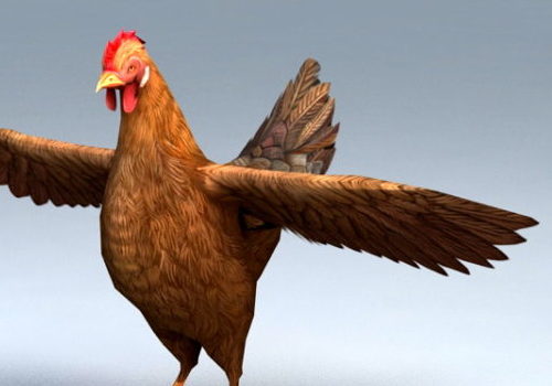 Animal Hen Female Chicken