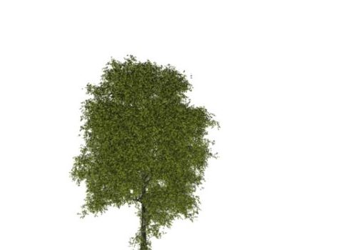 Realistic Green Tree