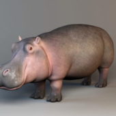 Hippopotamus Animal