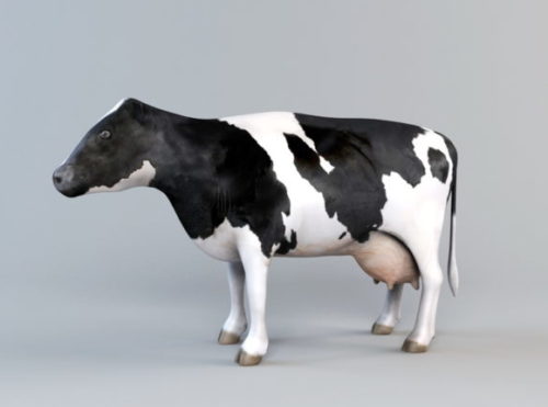 Holstein Friesian Cattle Breed