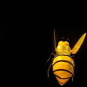 Honey Bee Animal