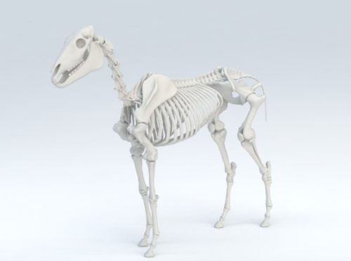 Animal Horse Skeleton