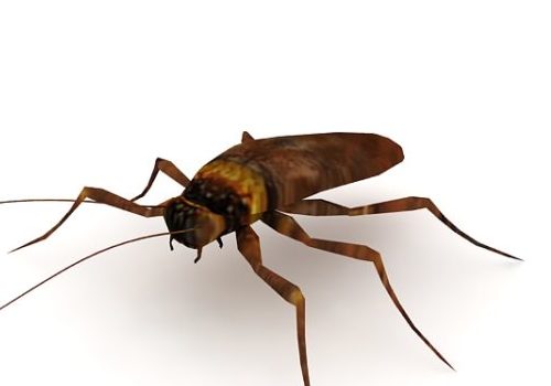 Low Poly Roach Insect Animals