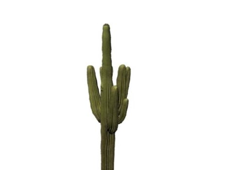 Garden Huge Cactus