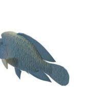 Humphead Wrasse Sea Fish Animals