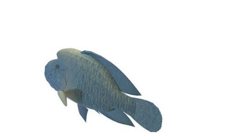 Humphead Wrasse Sea Fish Animals