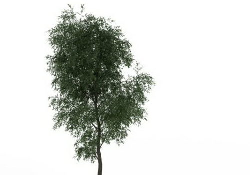 Nature Hybrid Poplar Tree