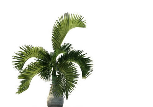 Hyophorbe Lagenicaulis Palm Tree