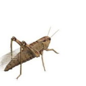 Immature Grasshopper Animals