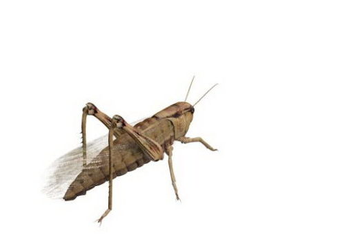 Immature Grasshopper Animals