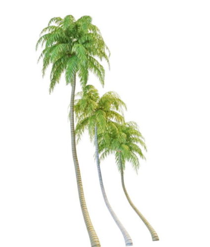 Curved Shape Coconut Palm Trees