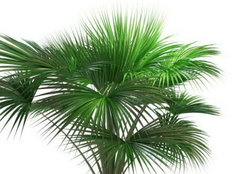 Wild Indian Fan Palm Tree