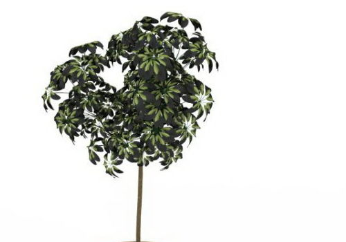 Indoor House Plant Green Tree