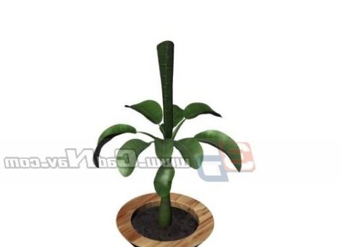 Indoor Potted Plant Bonsai