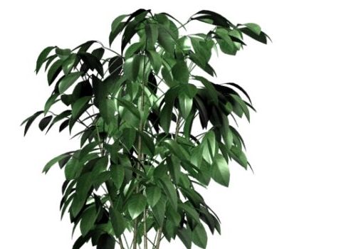 Nature Indoor Potted Ficus Tree