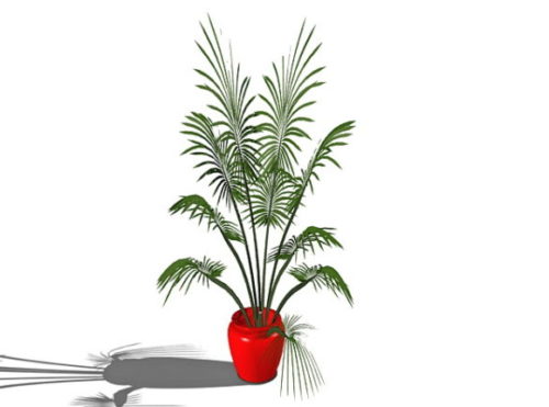 Garden Indoor Potted Palm