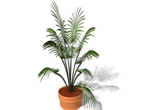 Potted Palm Plant