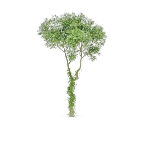 Tree Irish Oak