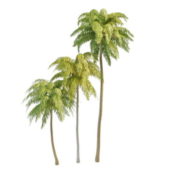Tropical Island Coconut Palm Tree