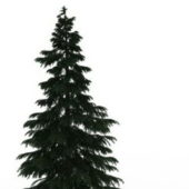 Green Cypress Pine Tree