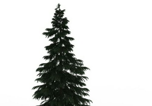 Green Cypress Pine Tree