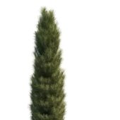 Italian Cypress Green Tree V2