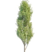 Italian Poplar Tree Plant