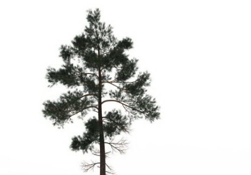 Nature Jack Pine Tree