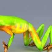 Jade Tree Frog | Animals