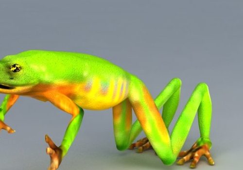 Jade Tree Frog | Animals