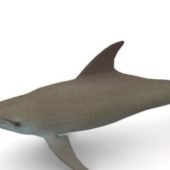 Gray Sea Dolphin