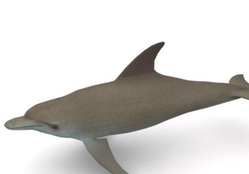 Gray Sea Dolphin