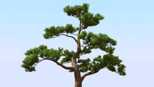 Japan Pine Tree