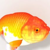 Japanese Ranchu Goldfish River Fish Animal Animals