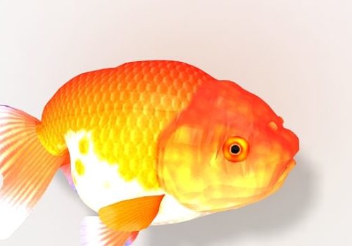 Japanese Ranchu Goldfish River Fish Animal Animals