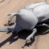 Japanese Rhinoceros Beetle Animal