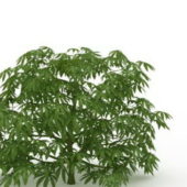 Nature Plant Japanese Aralia Paperplant