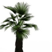 Japan Fan Palm Tree