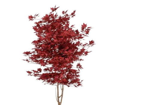 Japan Red Maple Tree