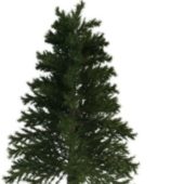 Japanese Pine Green Tree