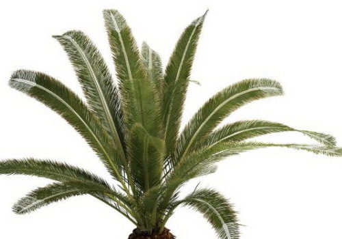 Japanese Green Sago Palm Tree