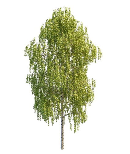 Nature Japanese Birch Tree